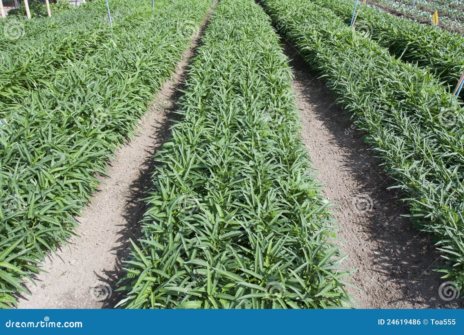 Discussion on this topic: How to Plant Chinese Cabbage, how-to-plant-chinese-cabbage/ Forum on this topic: How to Plant Chinese Cabbage, how-to-plant-chinese-cabbage/
