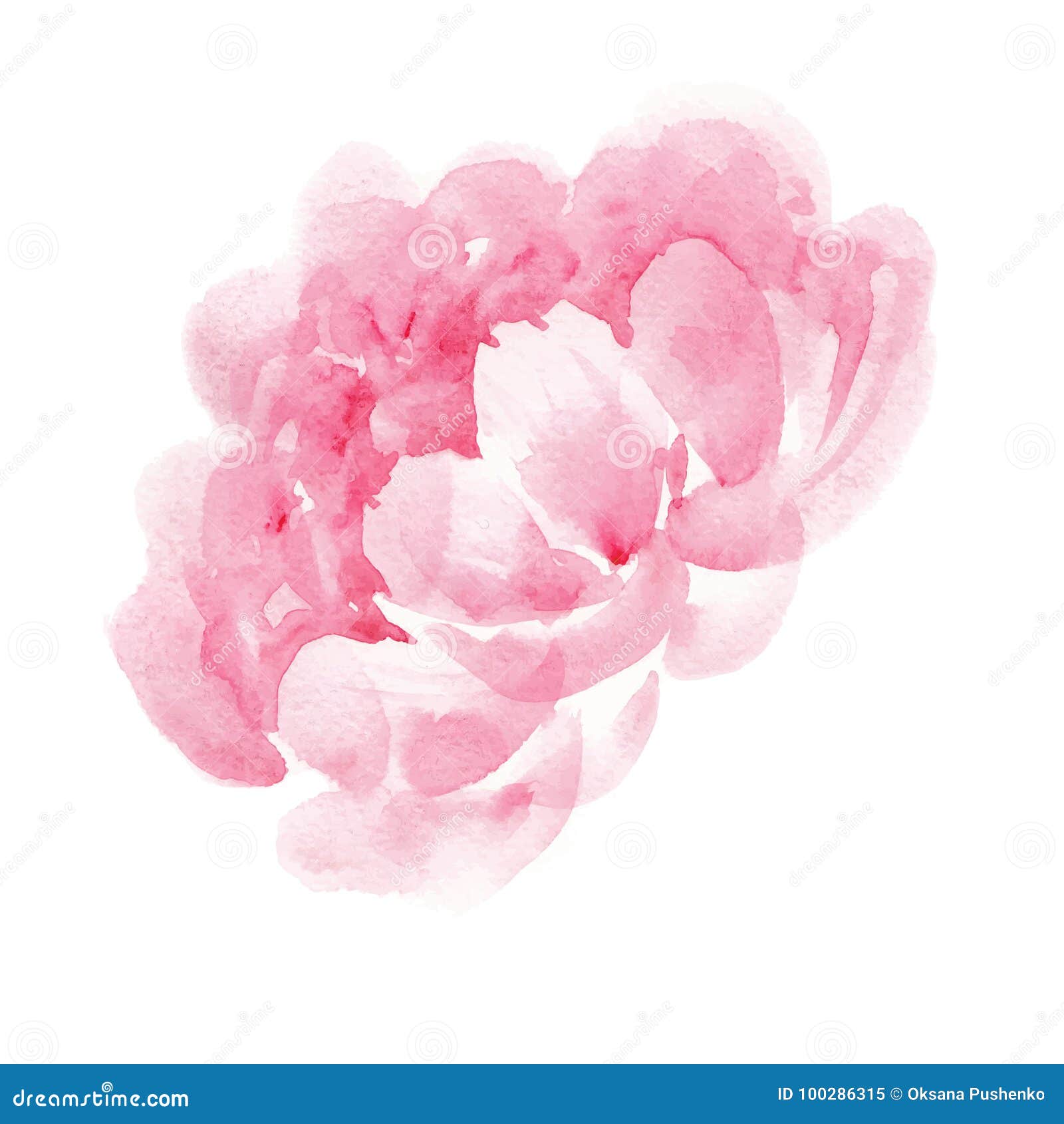 Watercolor Pink Peony Stock Vector Illustration Of Attractive