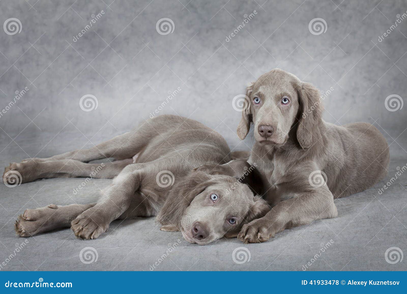 weimaraner puppies indiana weimaraner puppies in front of grey background stock photo image 41933478 weimaraner puppies indiana weimaraner puppies in front of grey background stock photo image 41933478