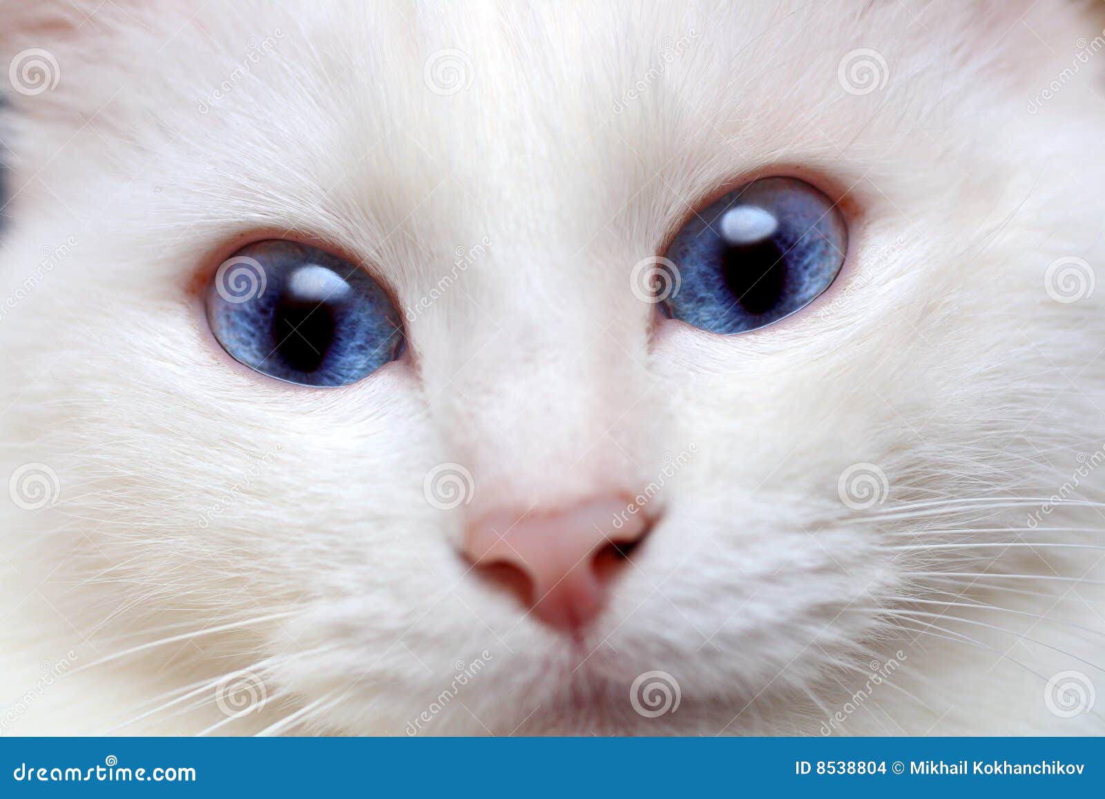 Weiße Katze mit blauen Augen