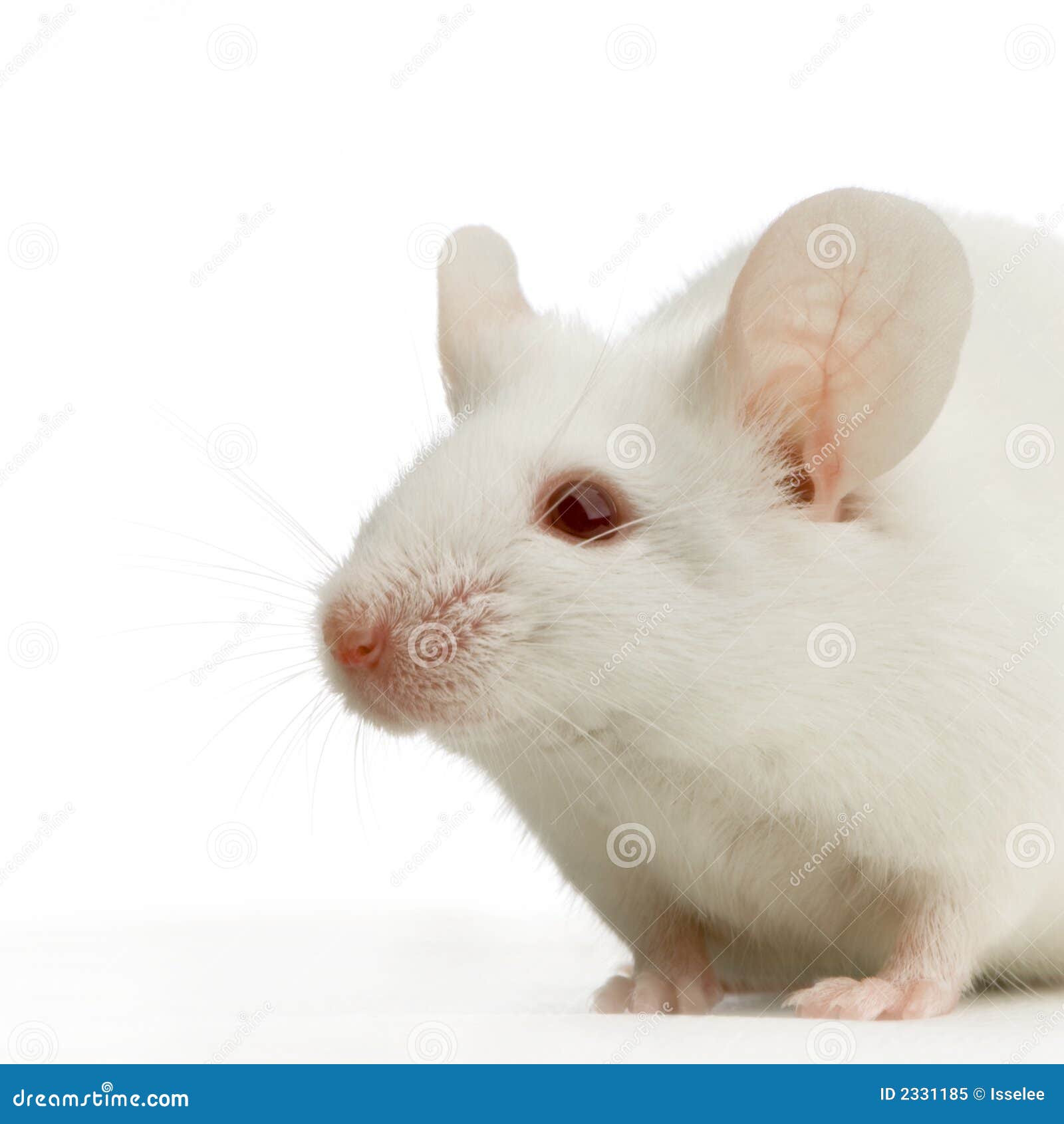 Weiße Maus