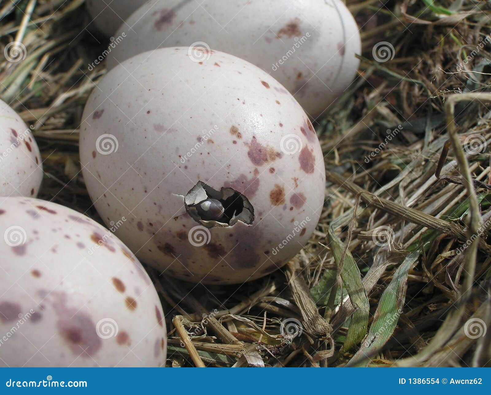 Egg Hatching