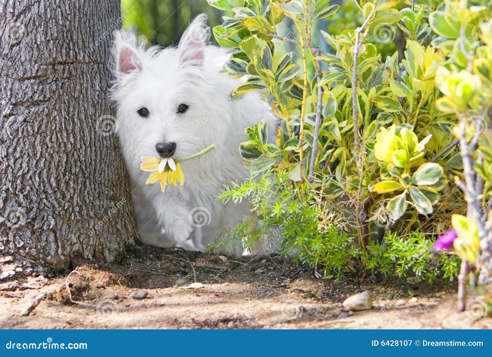 http://thumbs.dreamstime.com/z/westie-felice-coperto-di-erica-nel-giardino-che-ruba-i-fiori-6428107.jpg