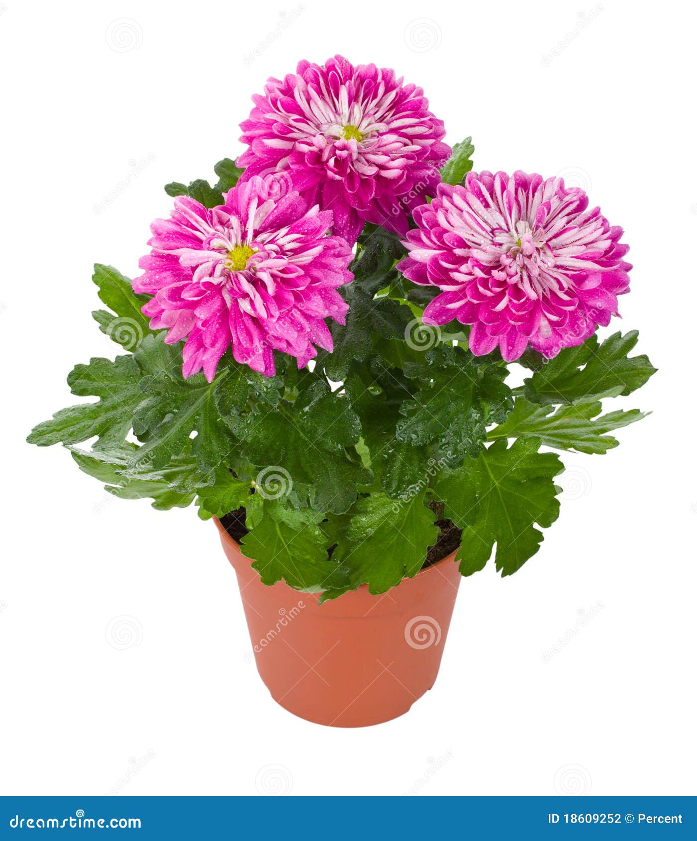 Wet Pink Chrysanthemum Flowers In Pot Stock Photography  Image 