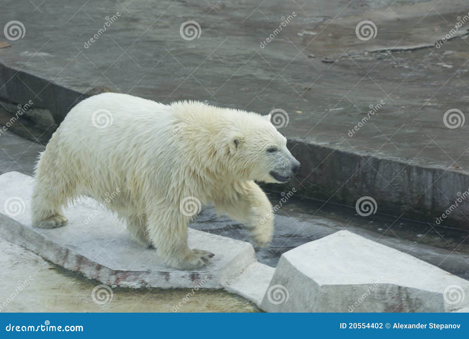 White Bear Cub Stock Photography Image 20554402