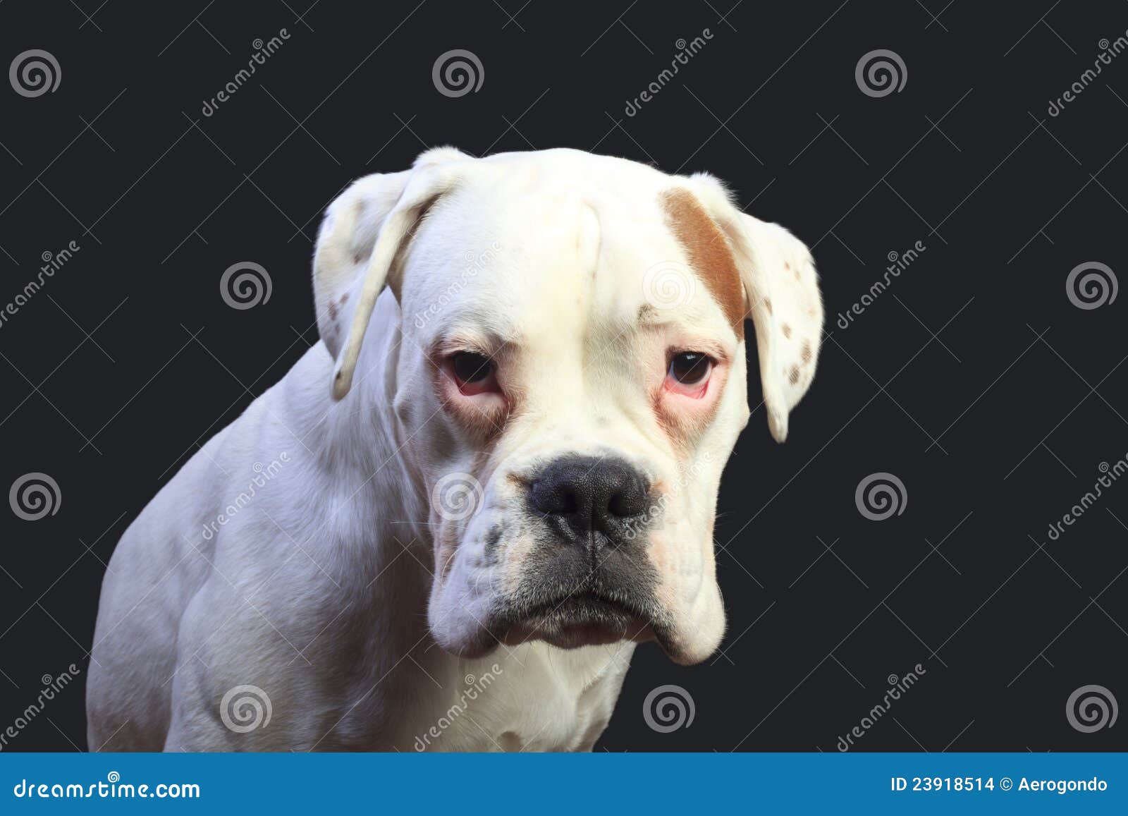 white boxer white boxer