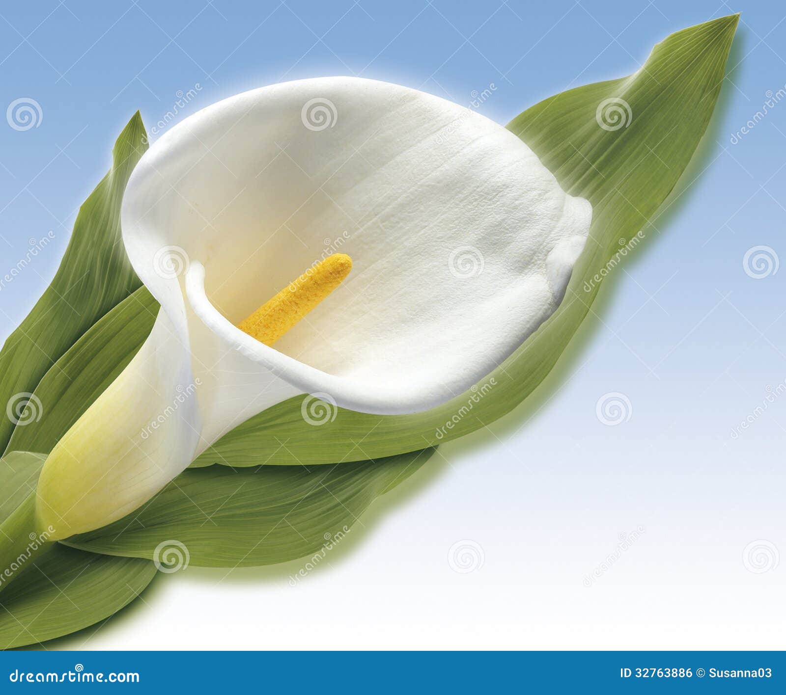 white cala royalty free stock image image 32763886 white cala royalty free stock image image 32763886
