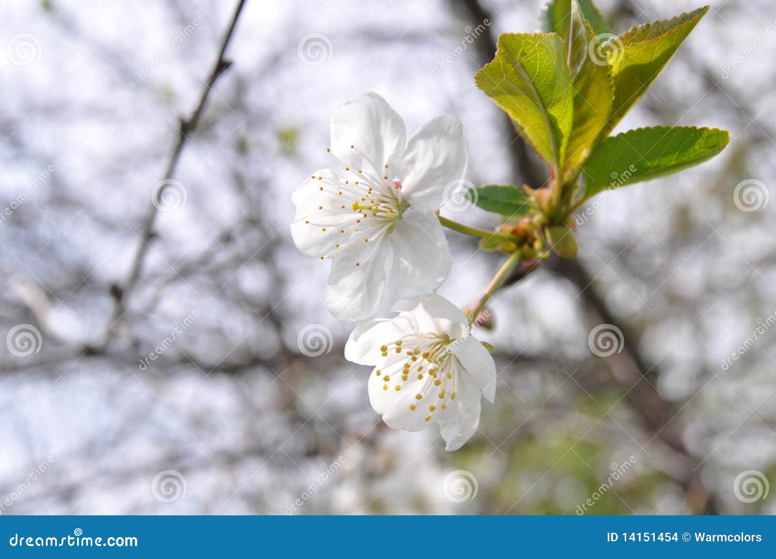 white cherry tree flowers stock images image 14151454 white cherry tree flowers stock images image 14151454