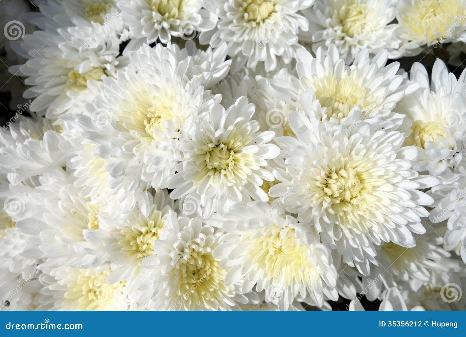 white chrysanthemum novel white chrysanthemum novel