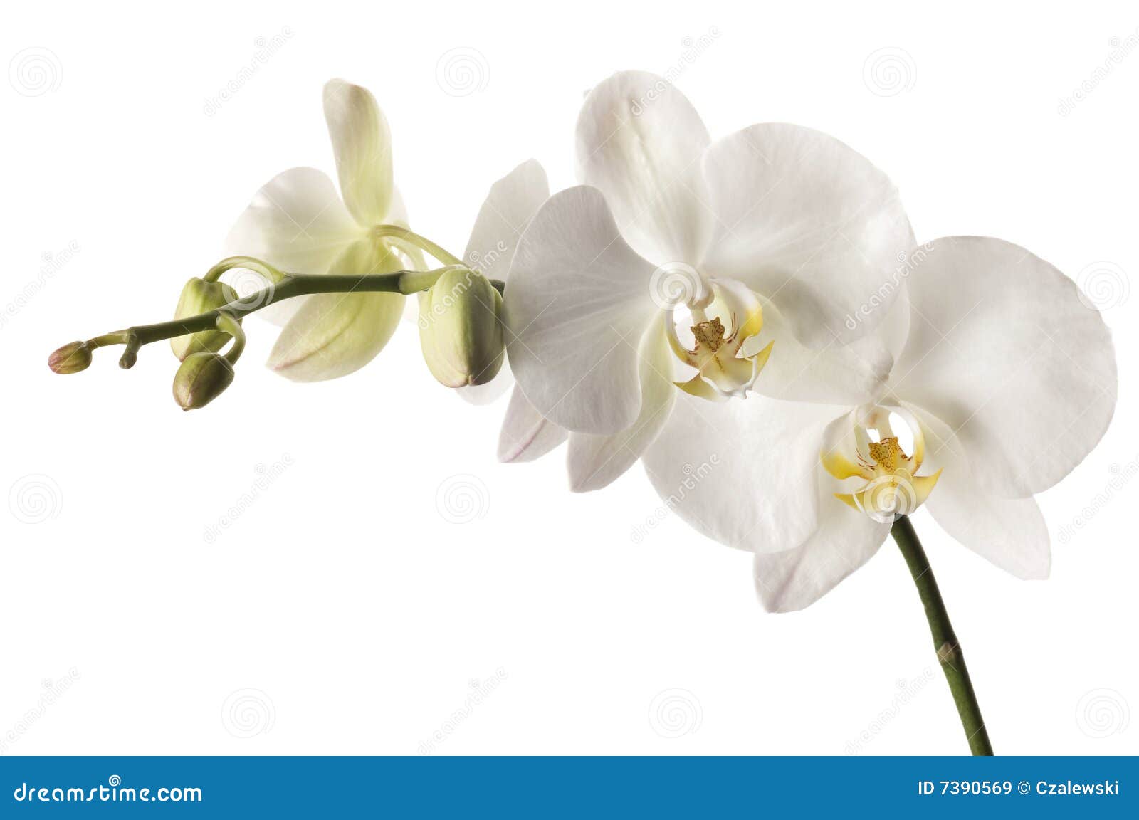 Orchid Dendrobium White