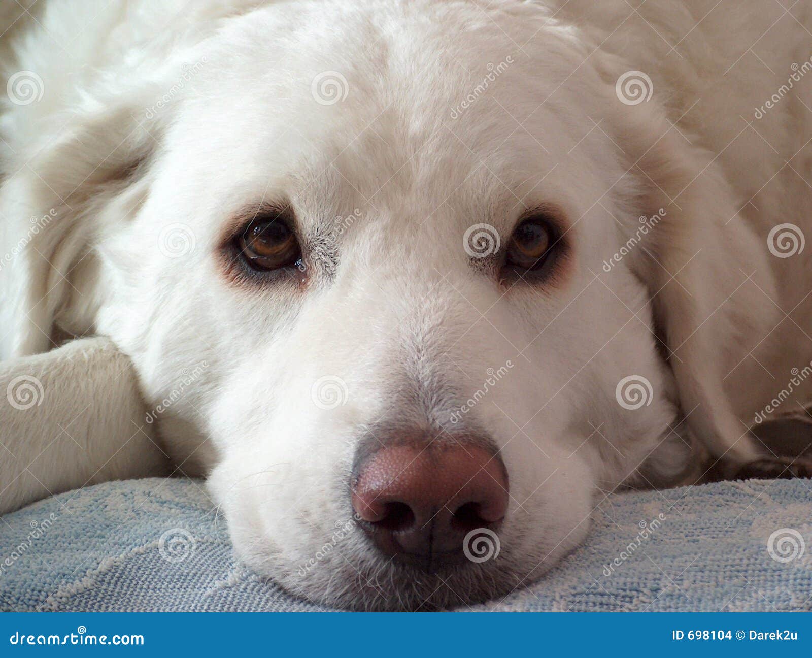 White Dog Stock Images - Image: 698104