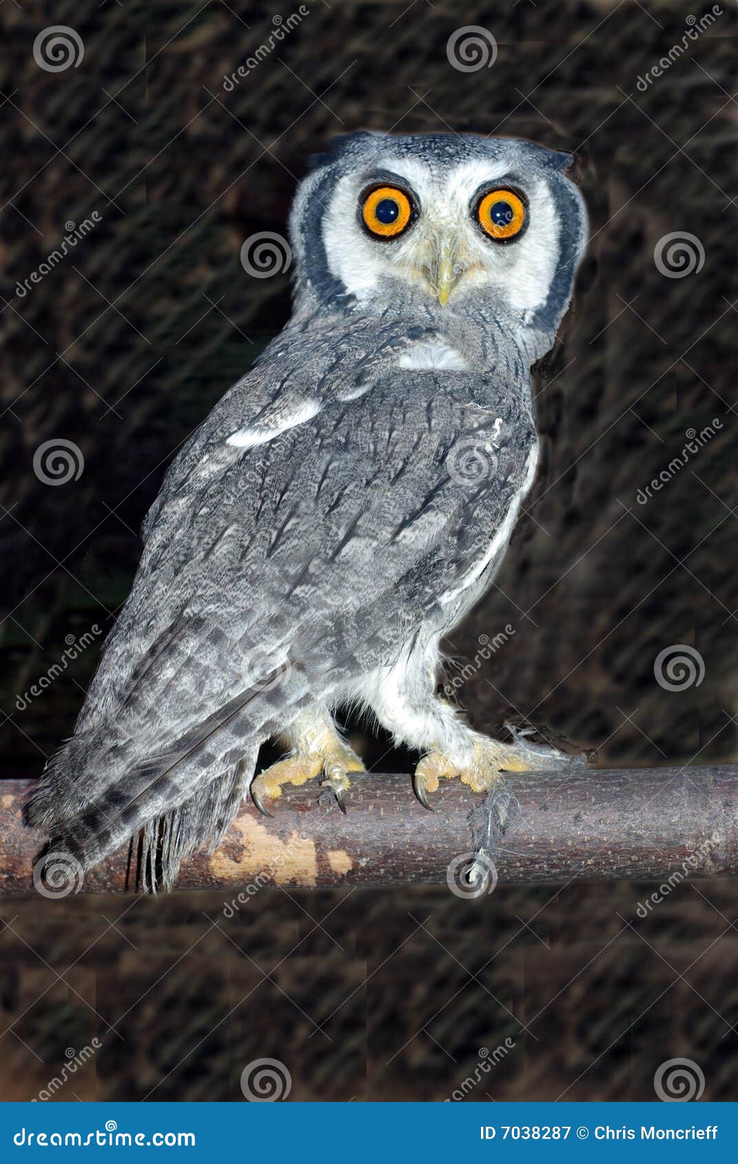 white faced scopes owl 2 royalty free stock photography white faced scopes owl 2 royalty free stock photography