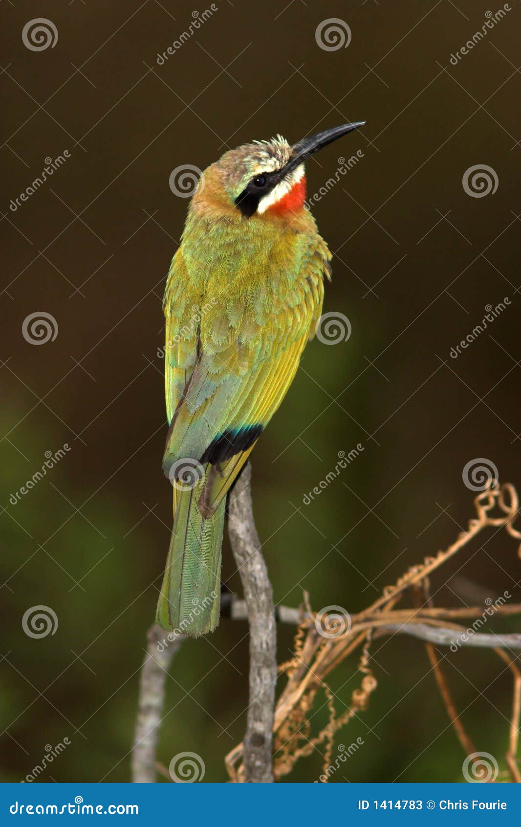 White-Fronted Bee-Eater found in the Kruger National Park.