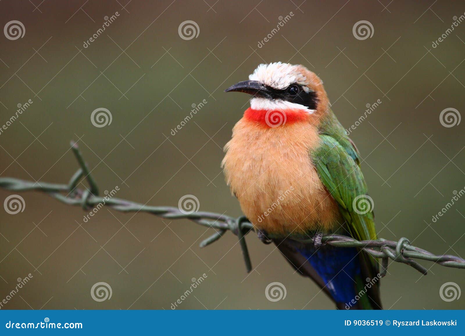  Bee-eater (Merops bullockoides) in Mount Longonot National Park, Kenya