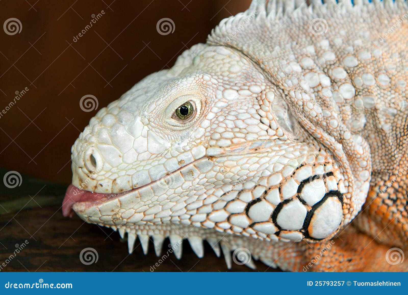 iguana white