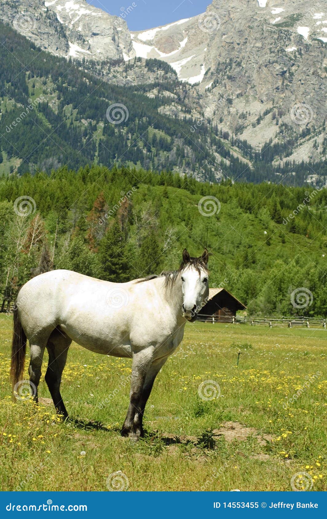 White Mare White Mare