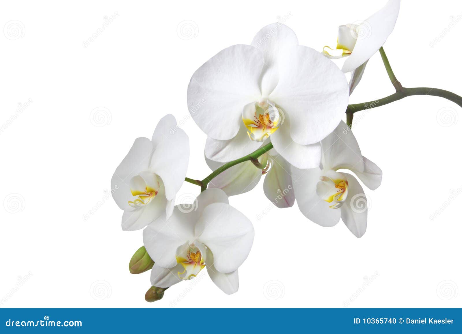 White Orchid Clipart