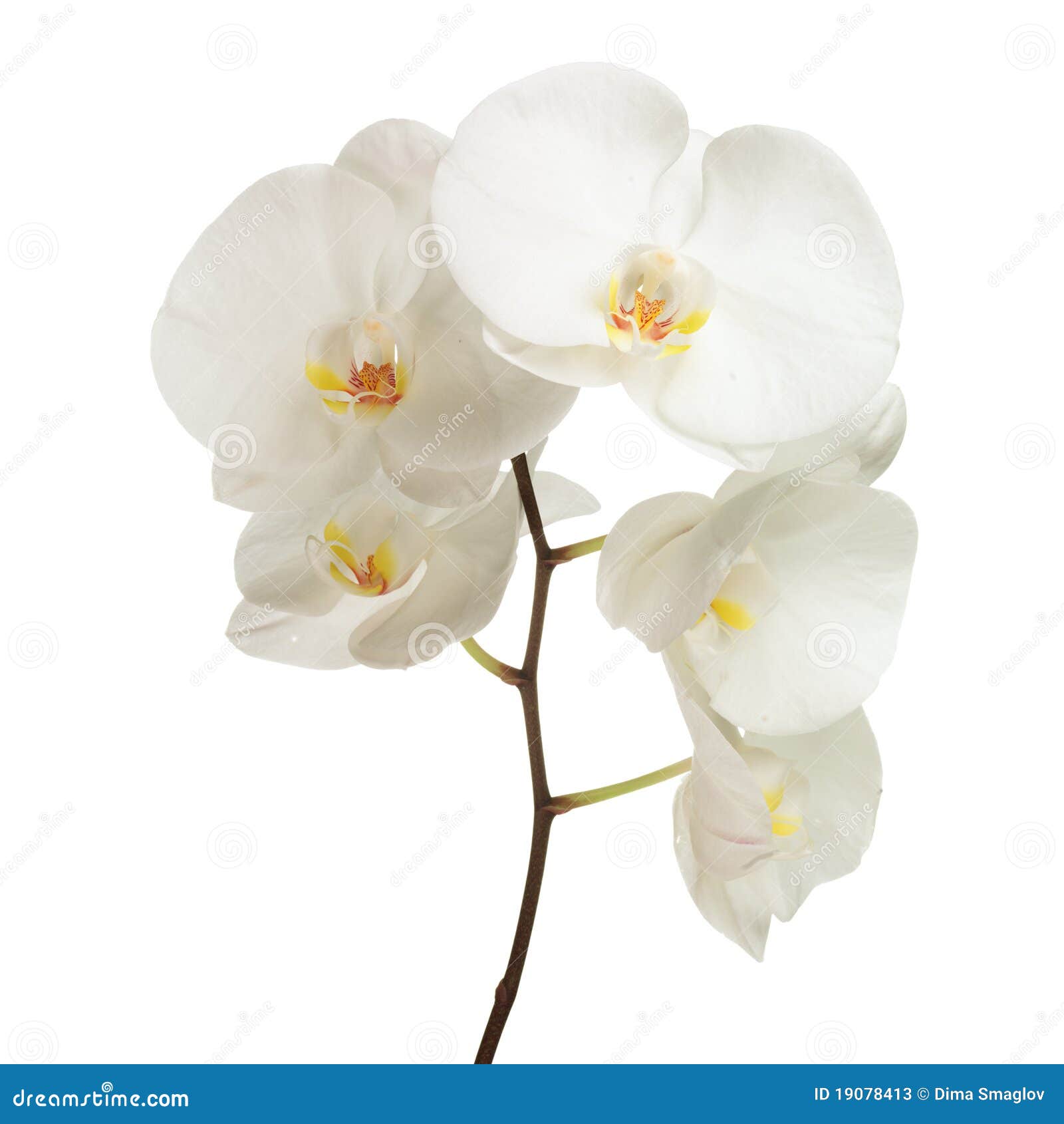 White Orchid Clipart