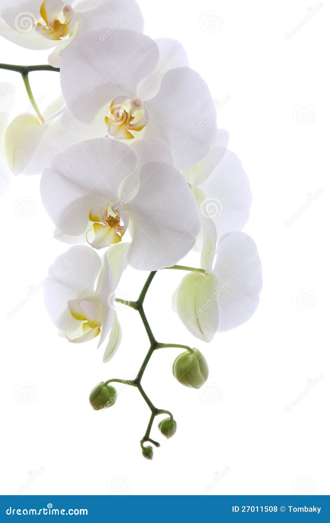 White Orchid Vector