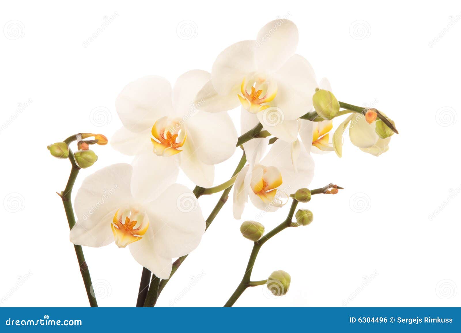 White Orchid Flower