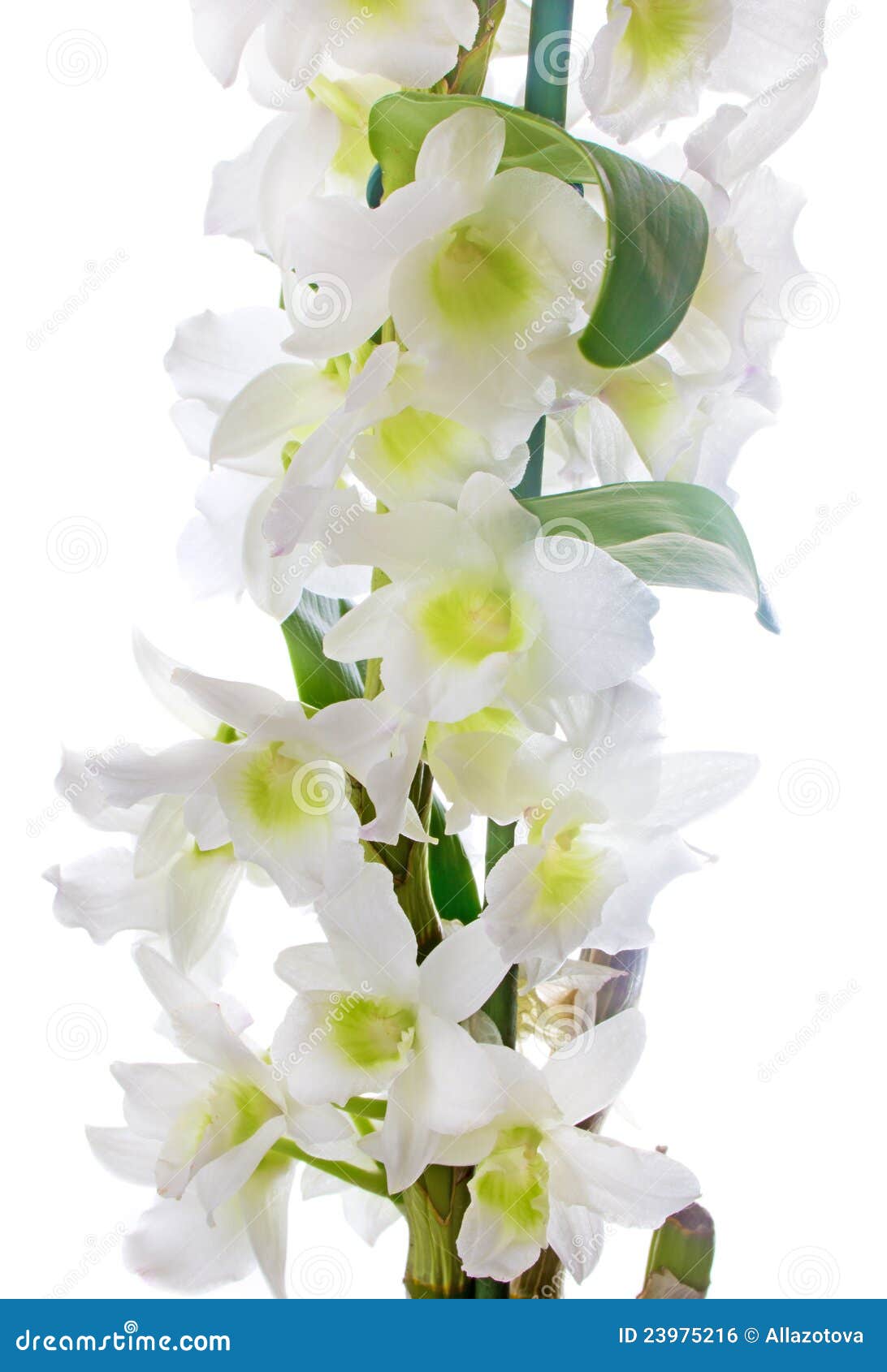 White Dendrobium Orchid