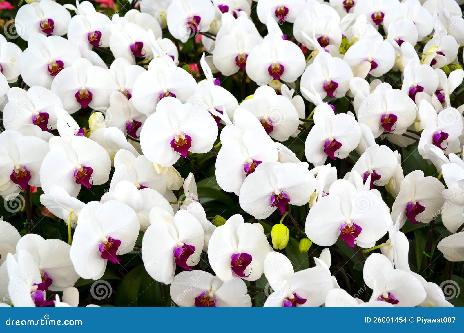 White Orchid Flower