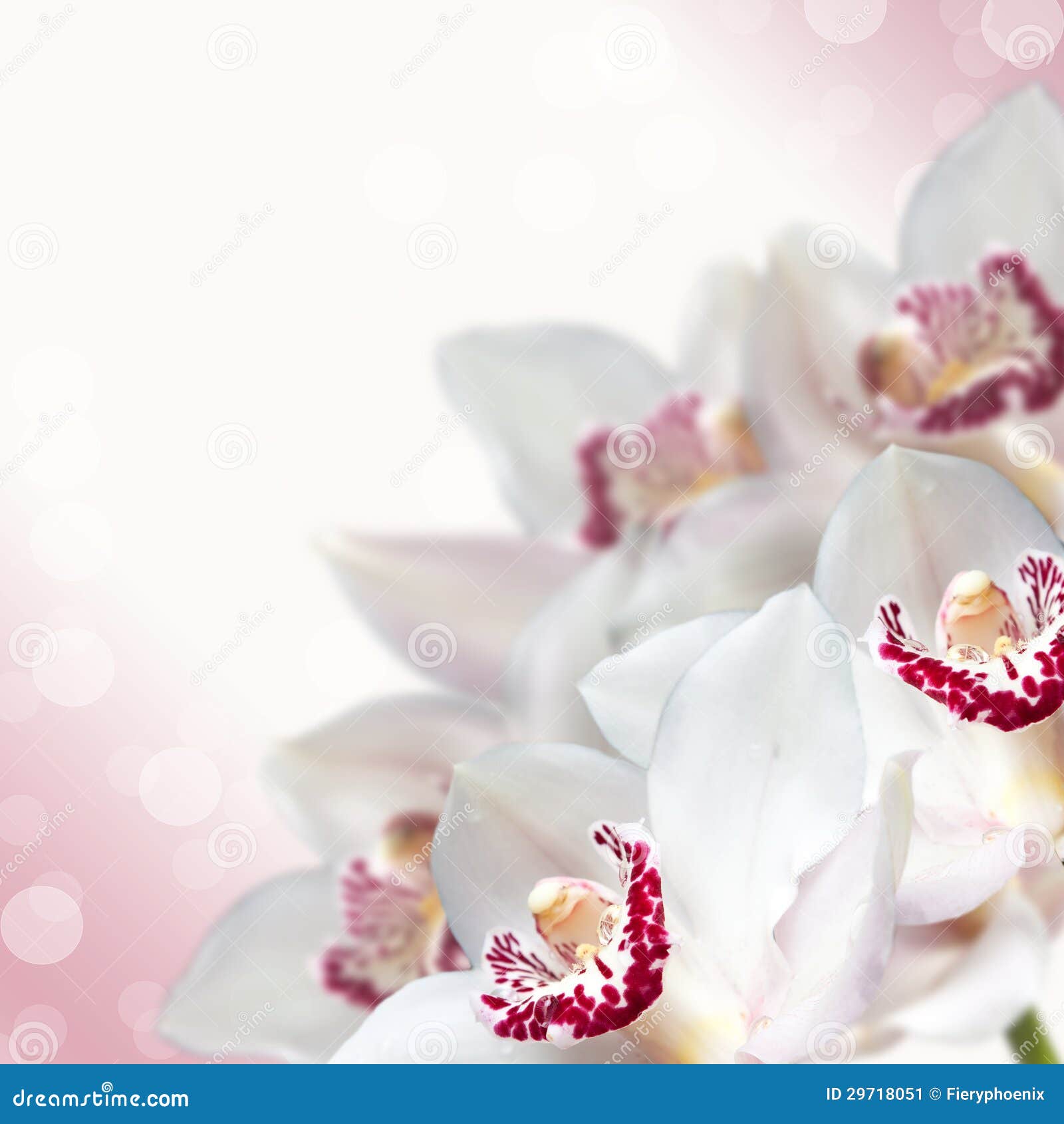 White Orchid Flower