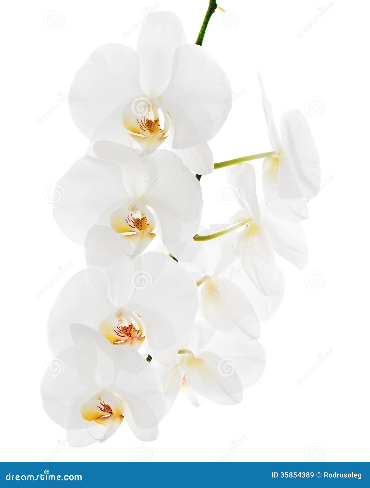 White Orchid Background