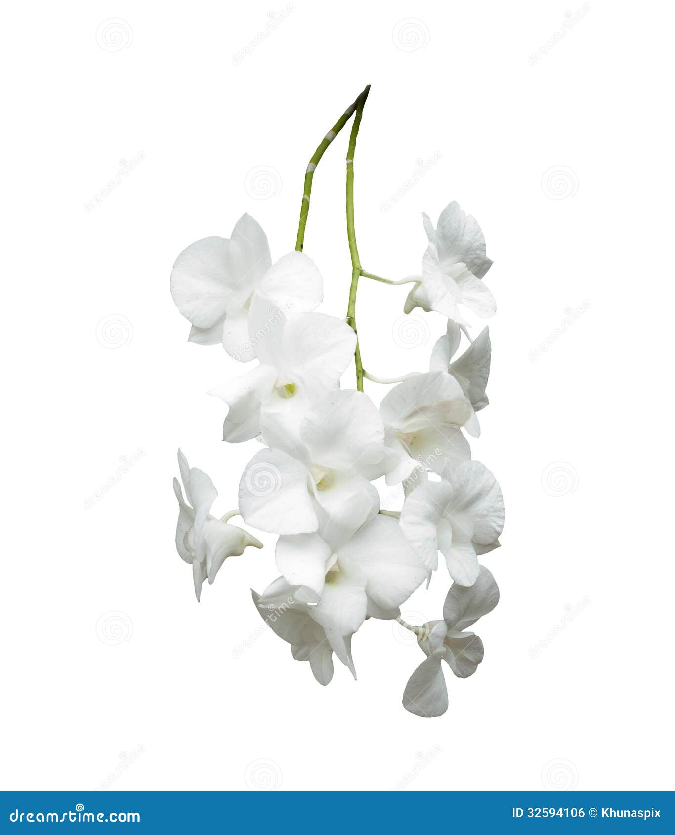 White Orchid Background