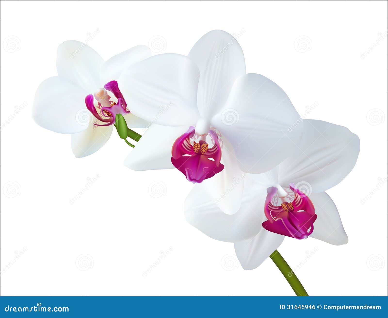 White Orchid Vector