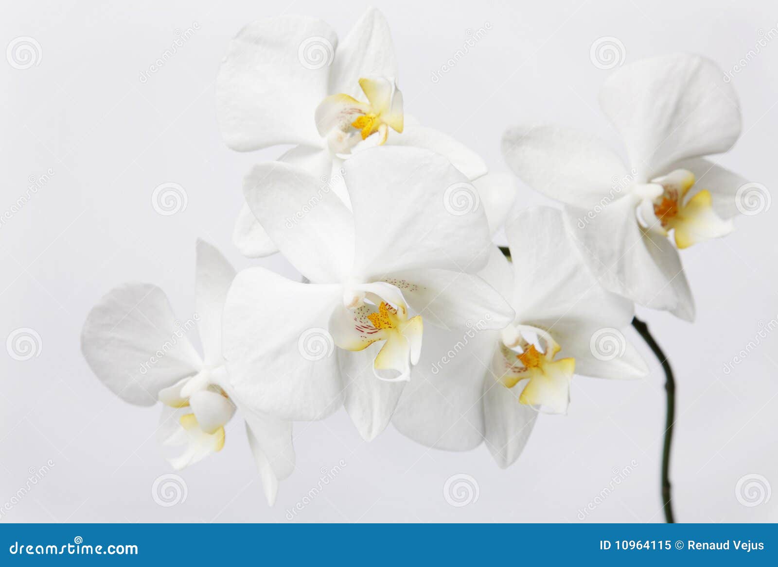 White Orchids