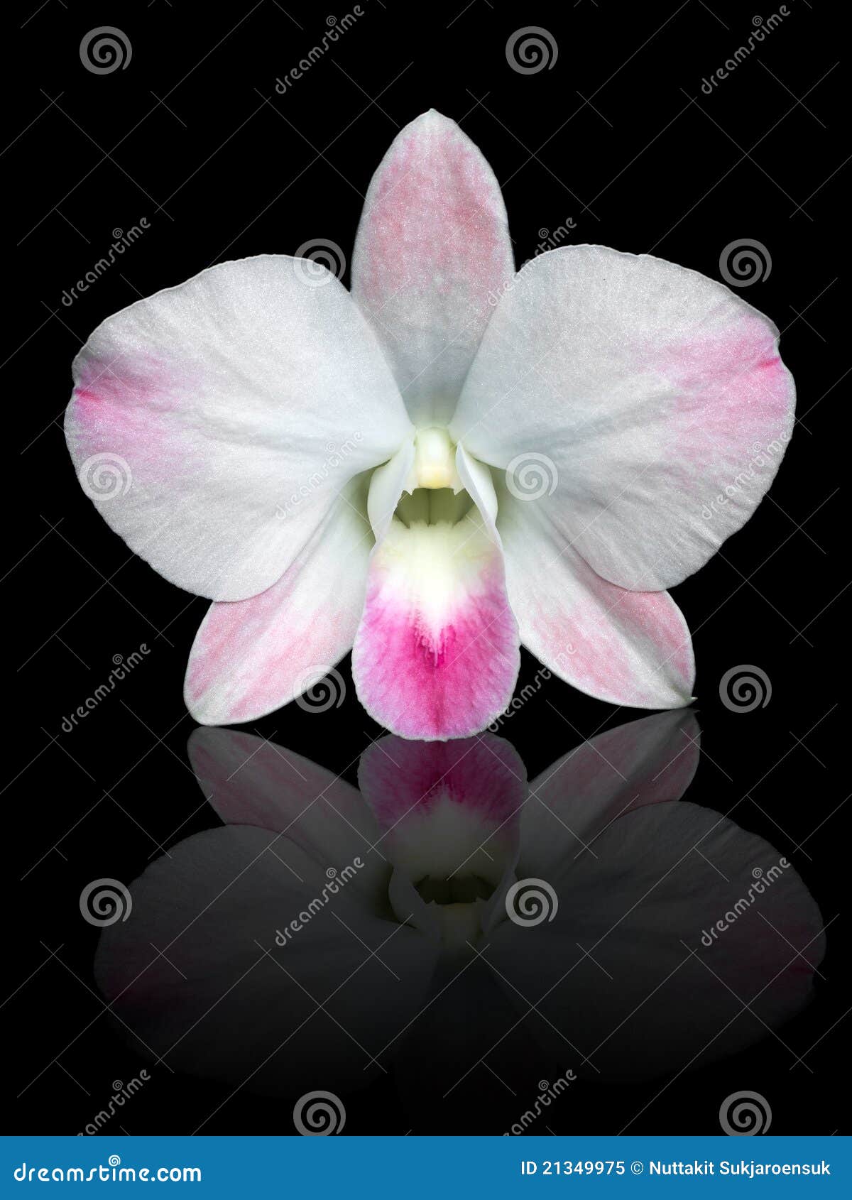 Orchid Dendrobium White