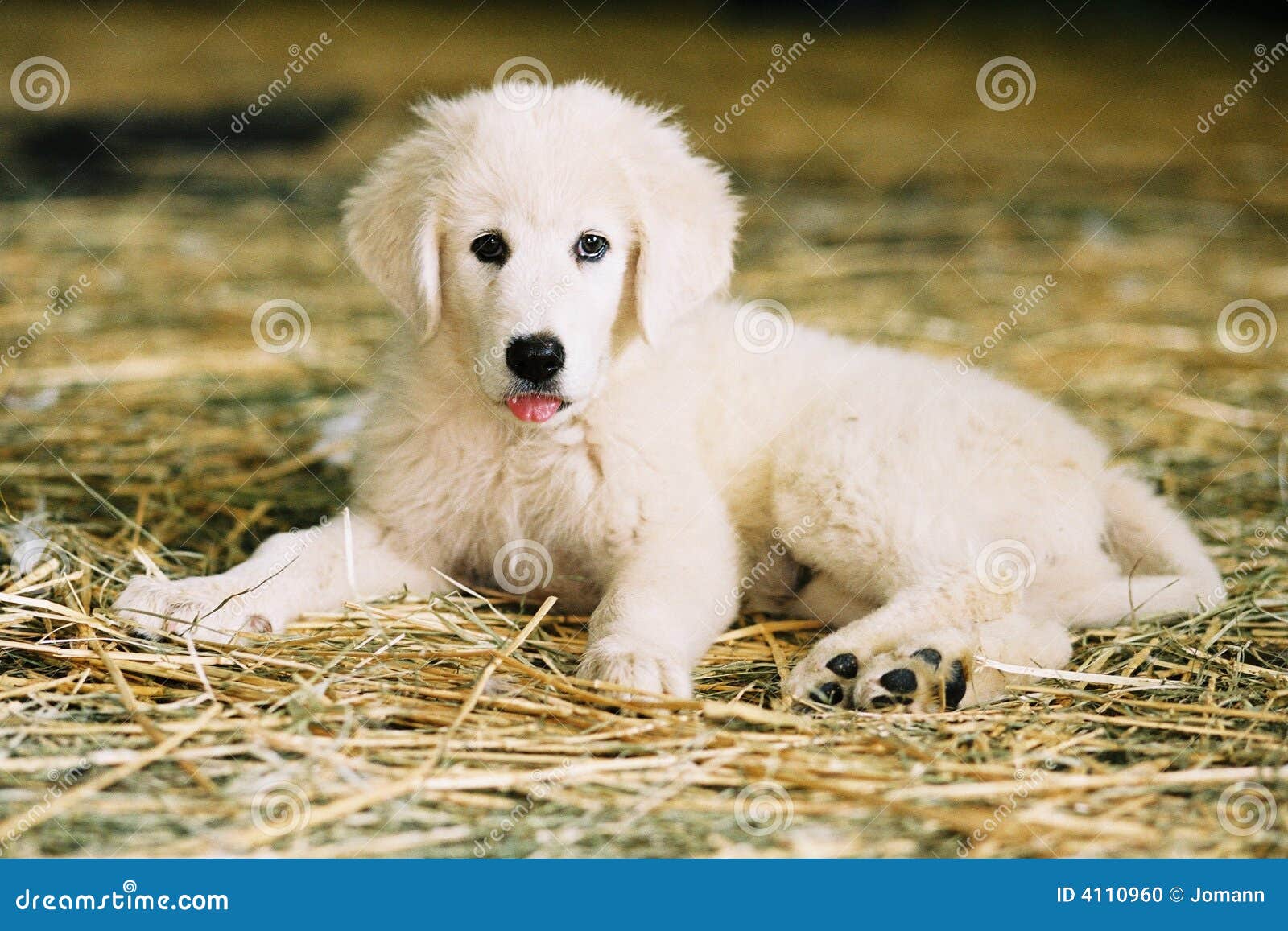 Maremma Dogs For Sale Victoria Maremma Dogs For Sale Victoria