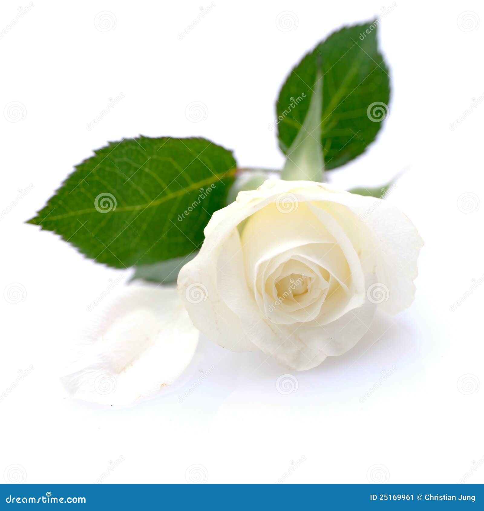 white rose 25169961