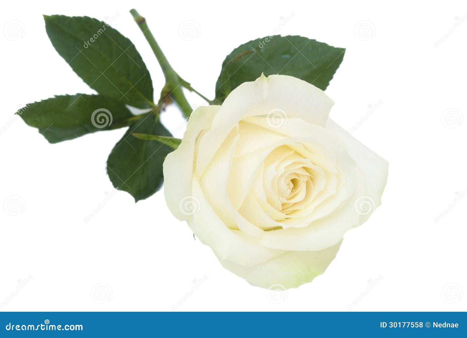 White Rose White Background