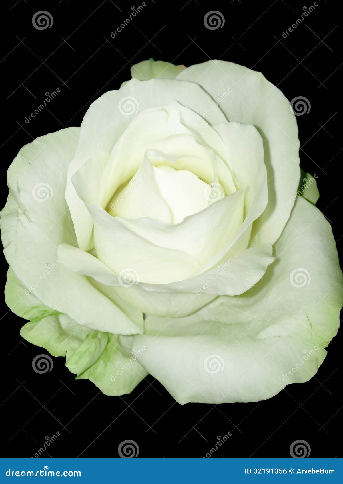 Single White Rose Black Background