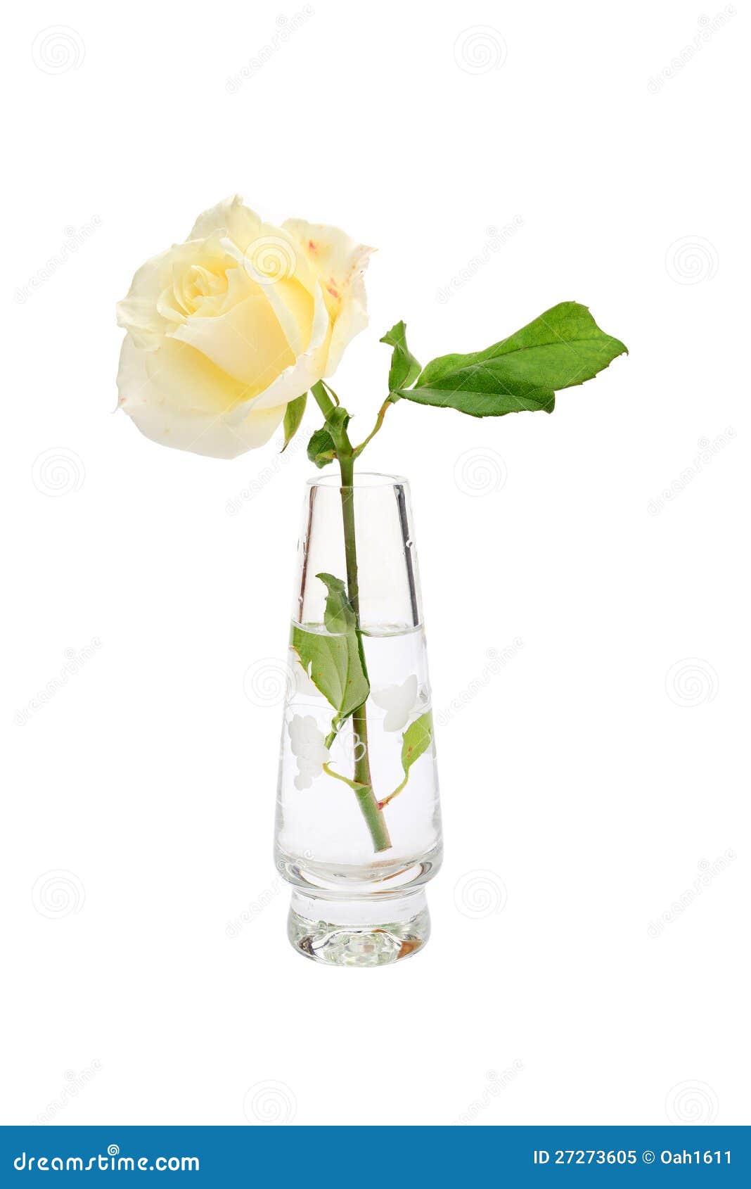 Single White Rose In Vase