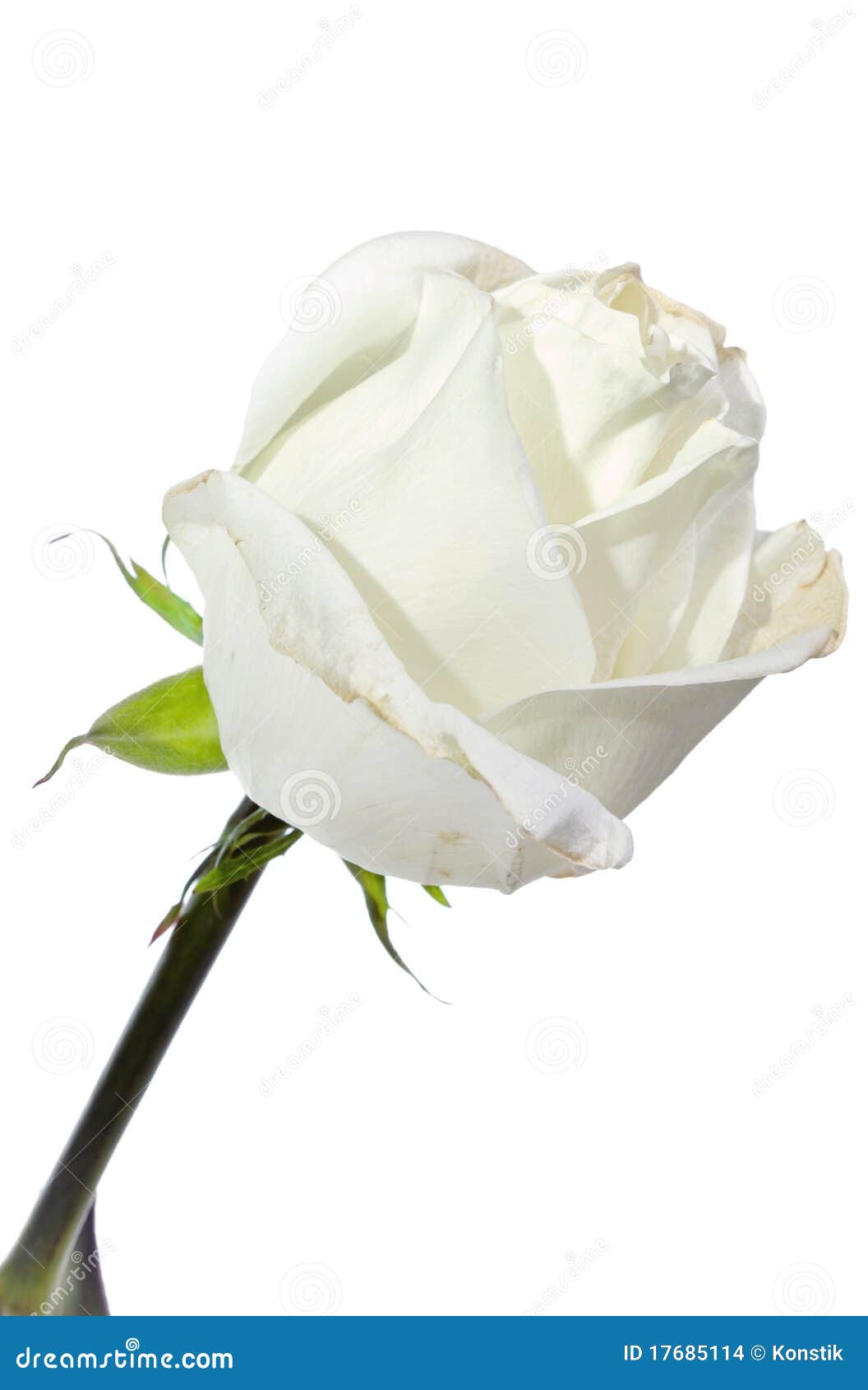 White Rose White Background