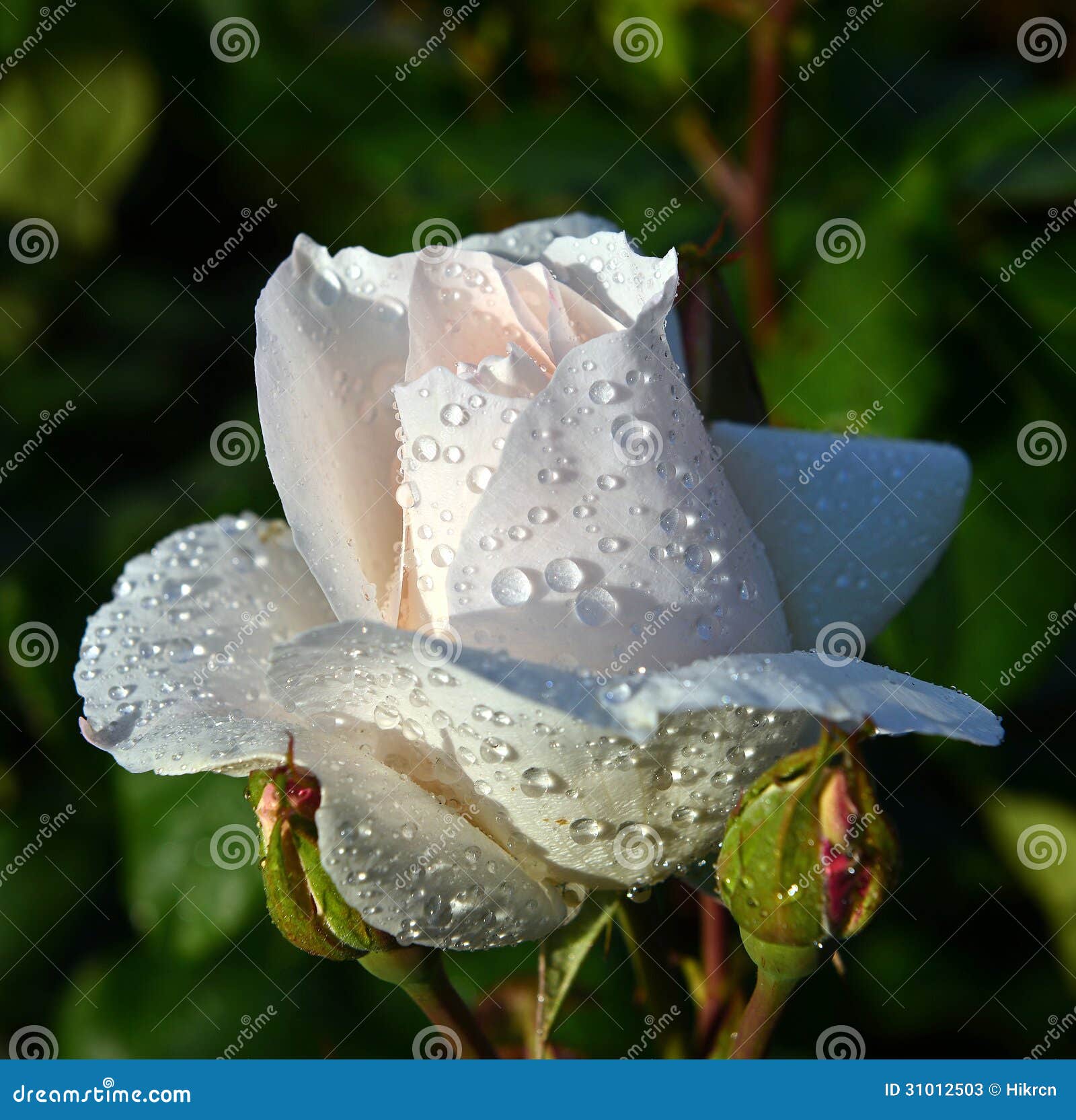 White Rose With Water Drops