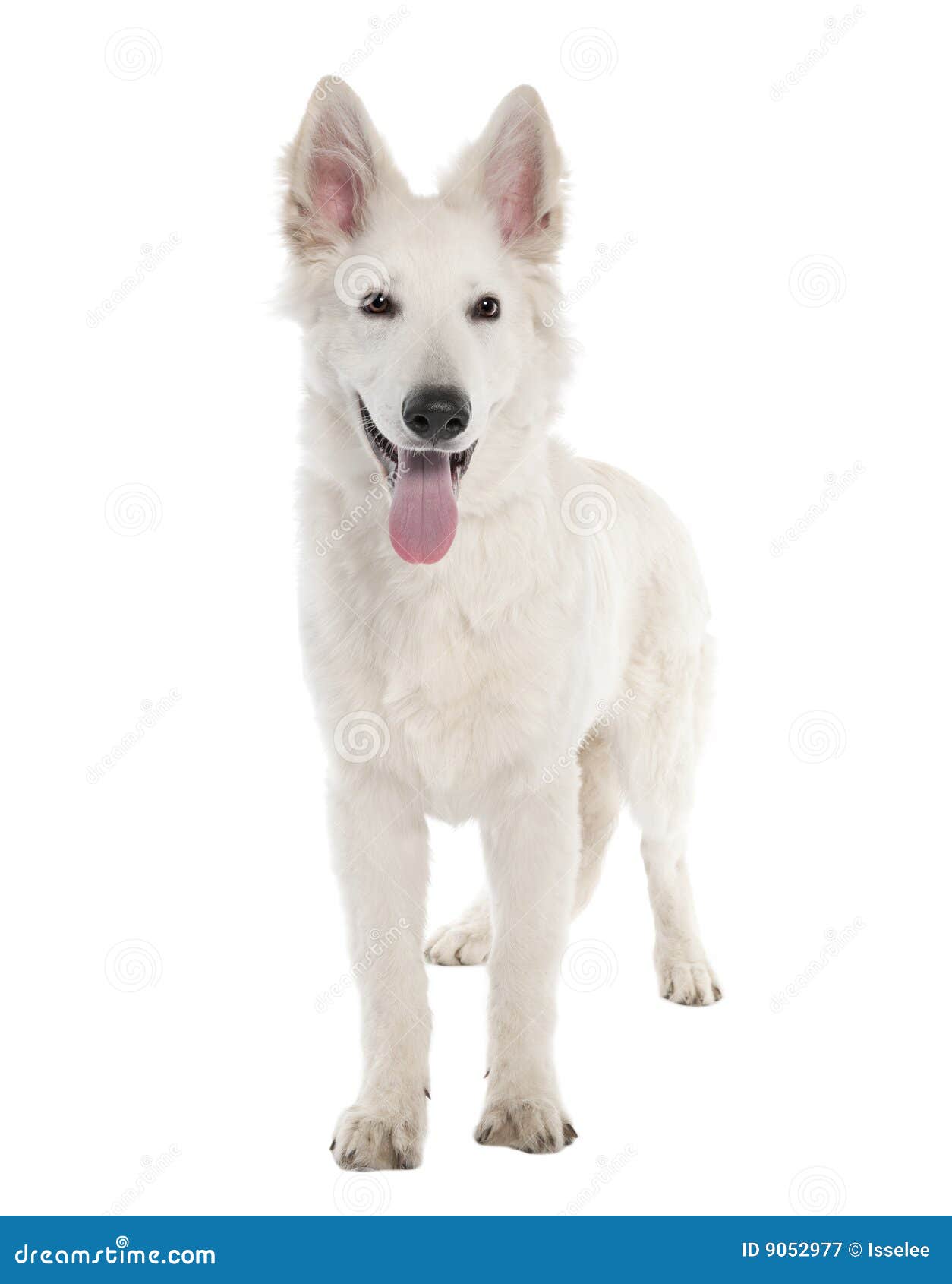 Boy Dog Names For White Dogs Boy Dog Names For White Dogs