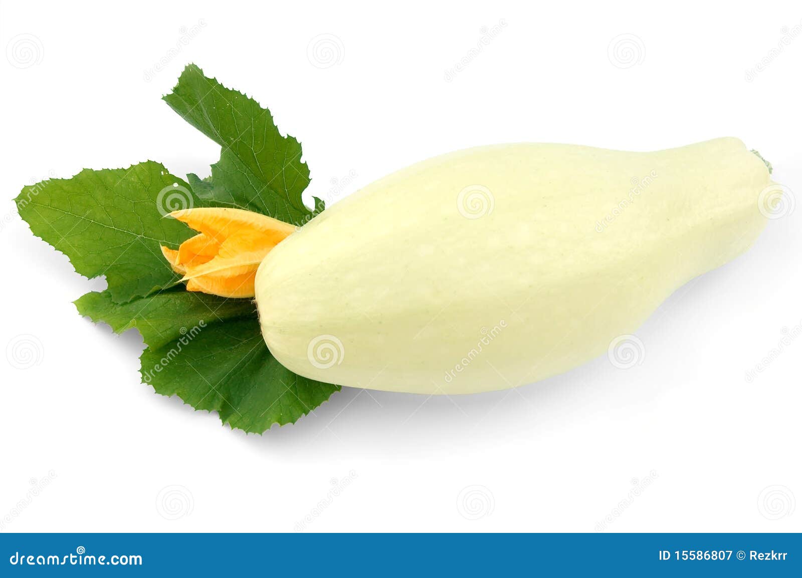 White Squash Royalty Free Stock Photography Image 15586807