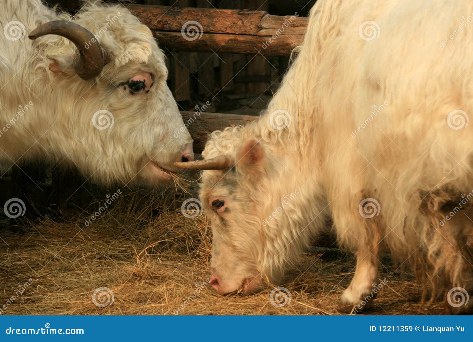 White Yak Royalty Free Stock Images - Image: 12211359
