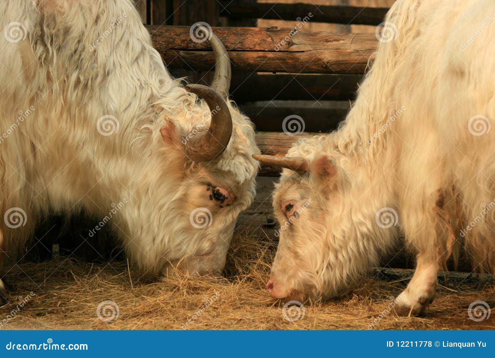 White Yak Royalty Free Stock Photos - Image: 12211778