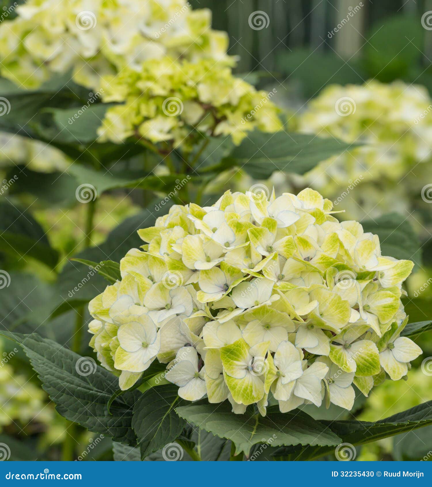 Yellow and white blooming Hydrangea plants in a cut flower nursery 