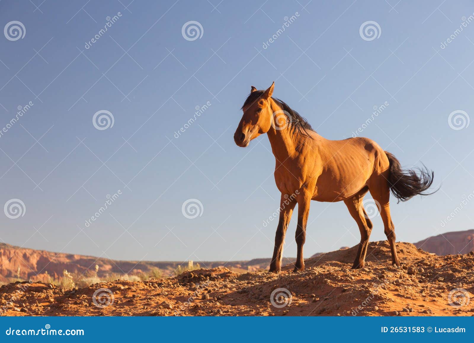 Bronco Horse