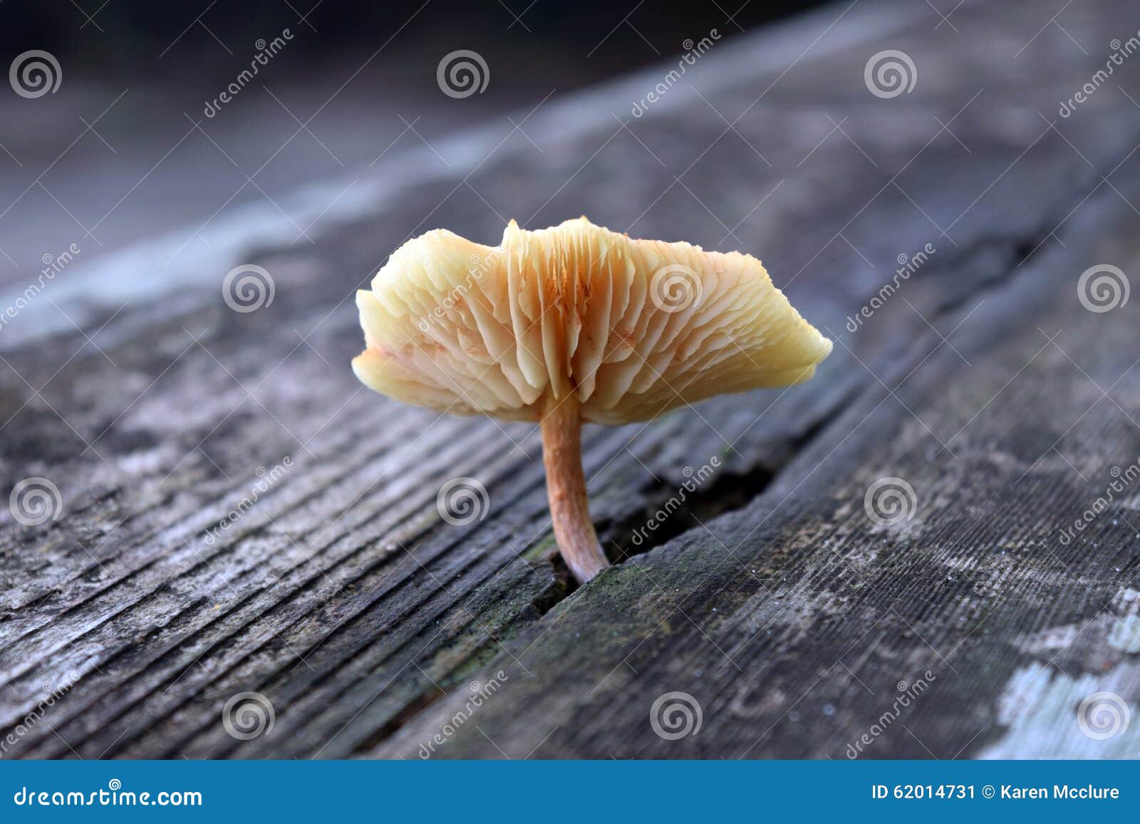 Wild Mushroom Stock Photo - Image: 62014731