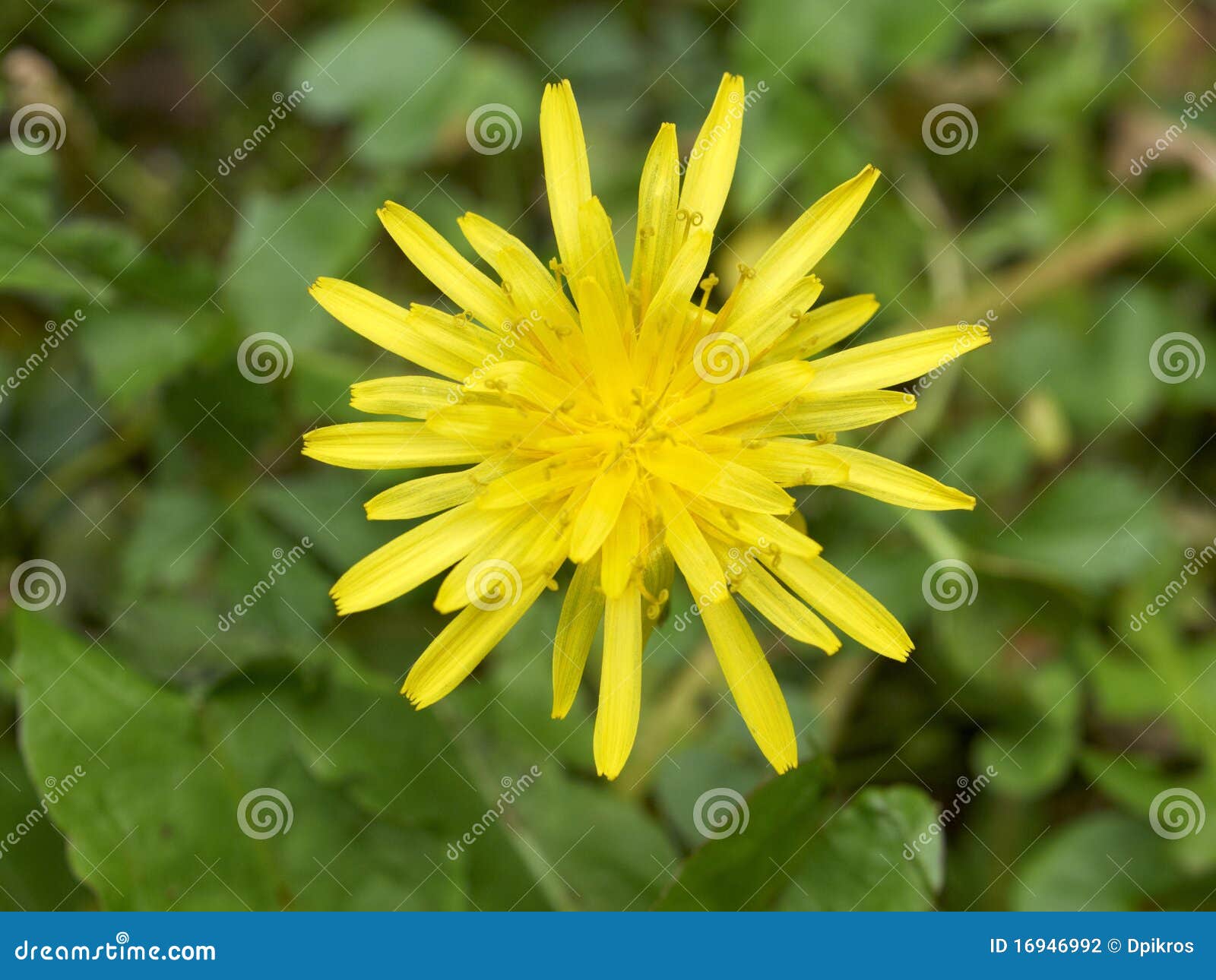 Wild Yellow Daisy Flower Closeup Stock Photography - Image: 16946992