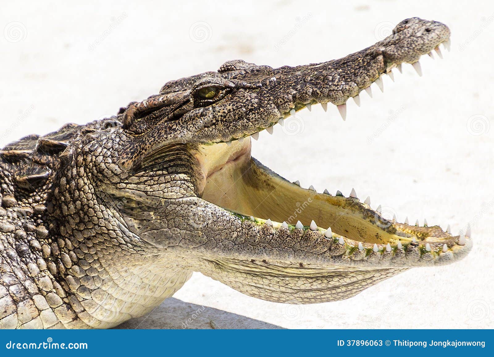 Crocodile Mouth Open 74