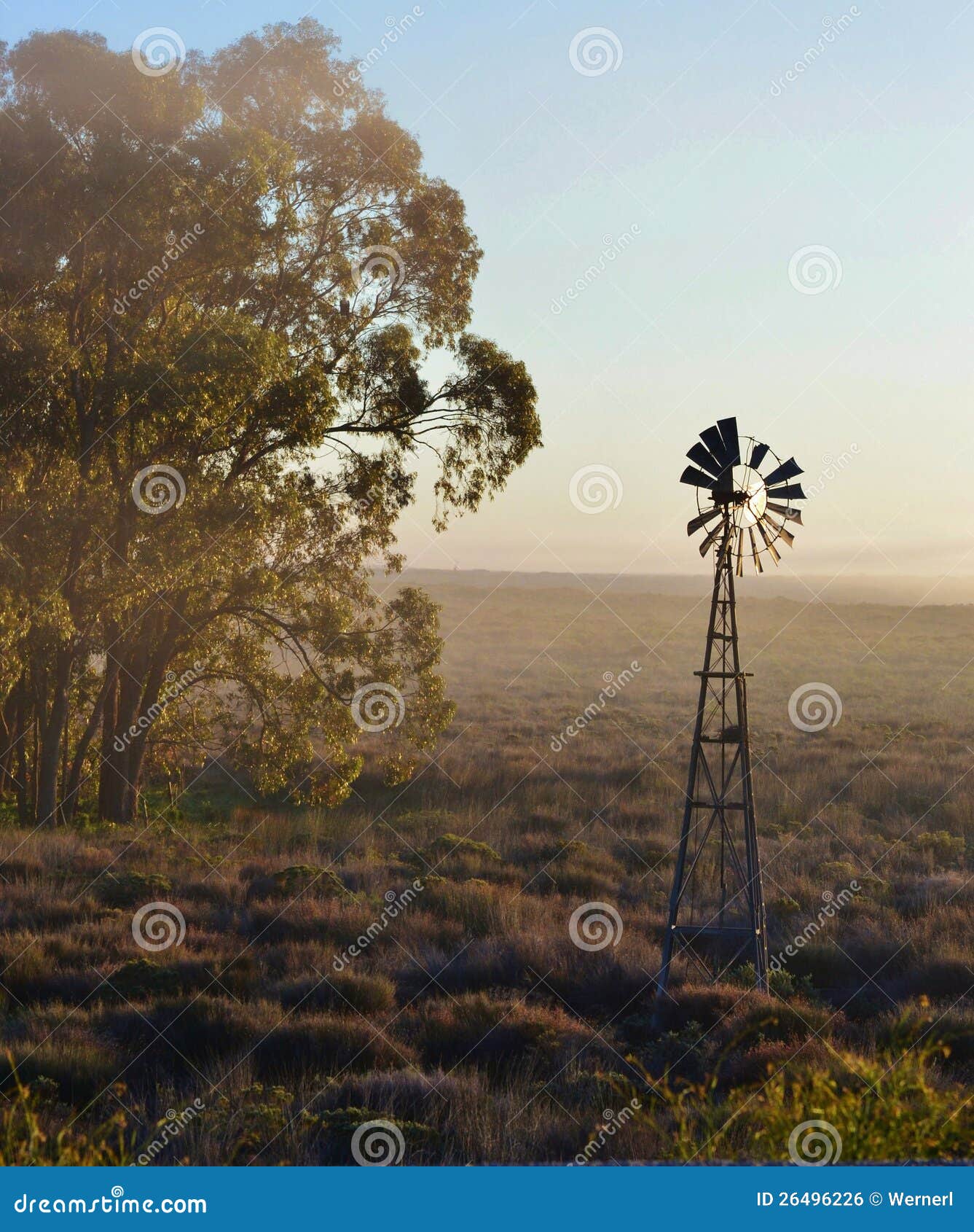 Landscape with Windmill water pump at sunrise with blue gum trees.