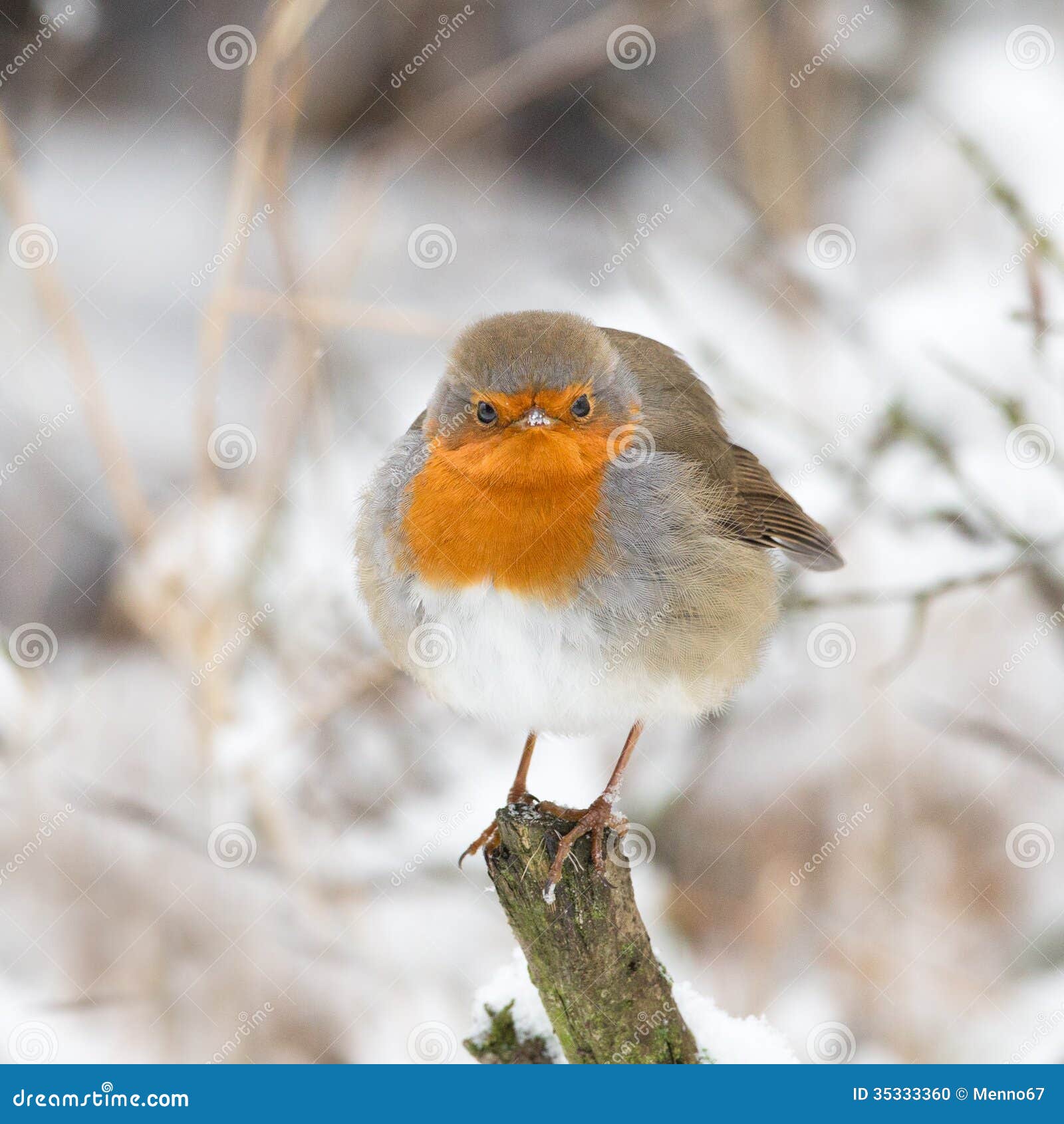 Winter Robin Bird Stock Photo Image 35333360